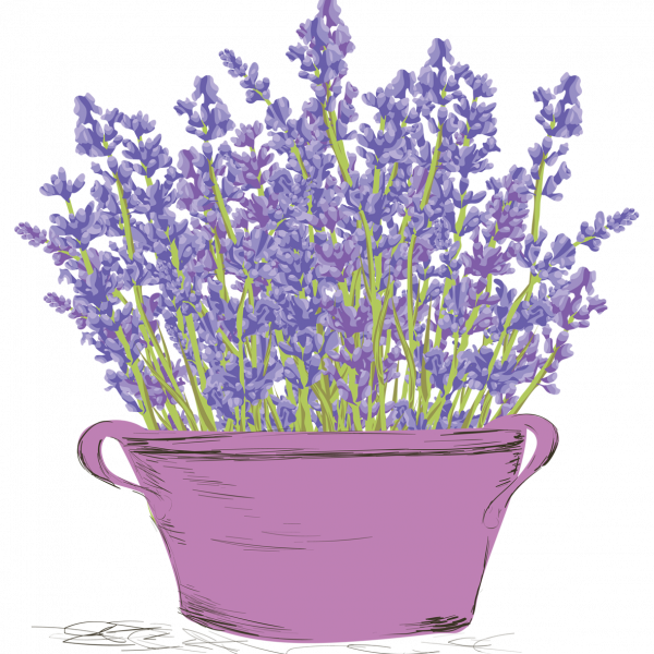 https://thewitchfromeasterneurope.com/wp-content/uploads/2021/04/Lavender-in-the-pot-600x600.png